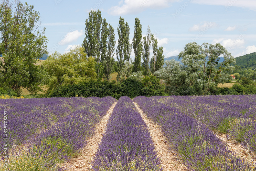Fototapeta premium Lavendelfeld in Sault Provence, Frankreich