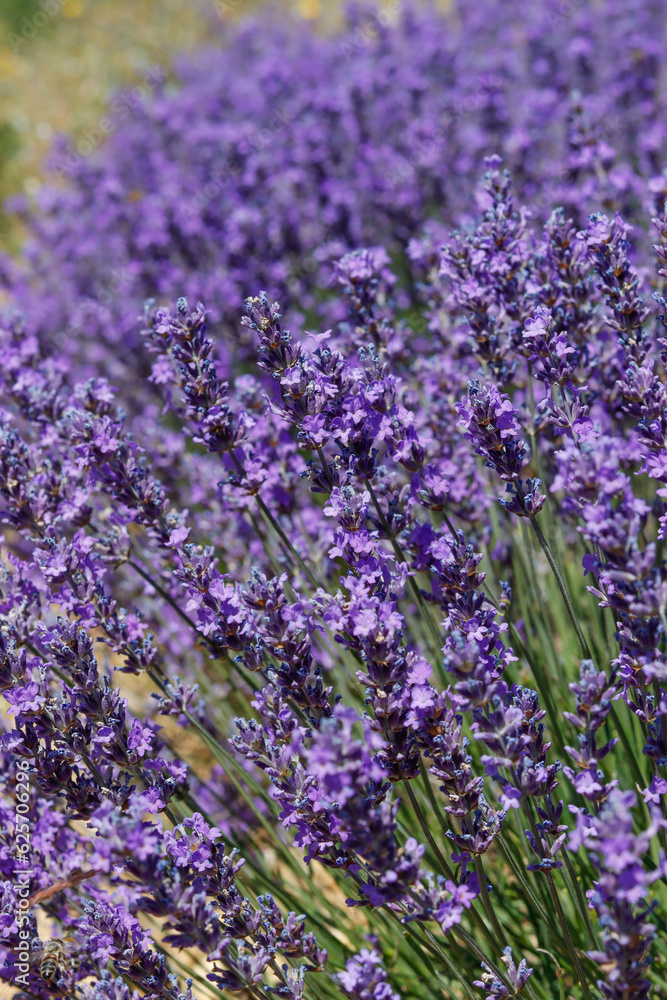 Naklejka premium Lavendelblüte