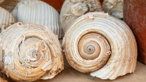 Close up view of Sea shells from the North Aegean Sea in Gokceada, Canakkale, Turkey. Fish restaurant, summer concept.