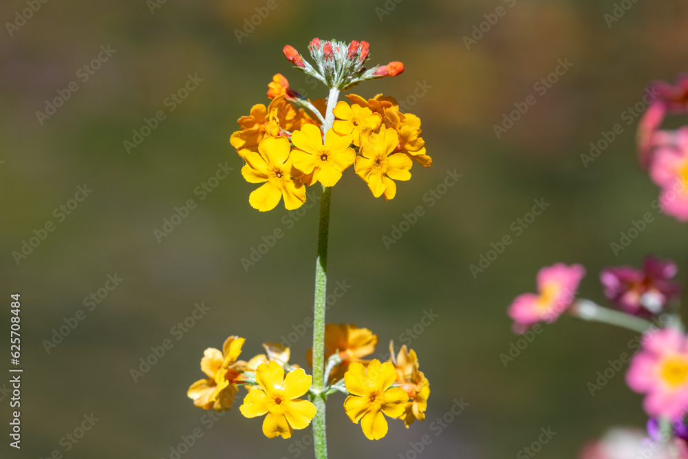 Yellow candelabra primrose (primula bulleyana) flowers in bloom Yellow candelabra primrose (primula bulleyana) flowers in bloom