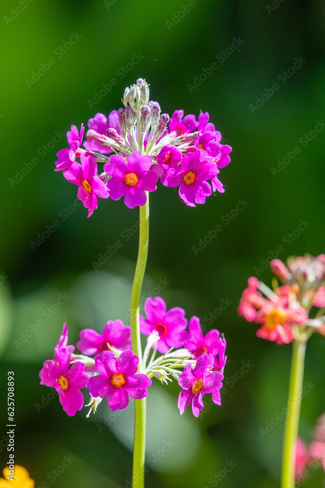 Pink candelabra primrose (primula bulleyana) flowers in bloom Pink candelabra primrose (primula bulleyana) flowers in bloom