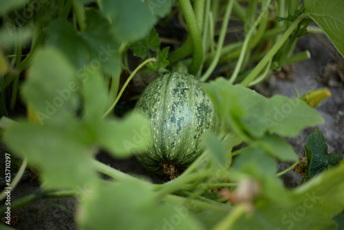 Zucchini. Cultivation of zucchini, the fruit of the plant.