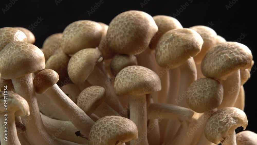 Mycelium of brown beech mushrooms, beech mushrooms or brown clamshell mushroom rotate on wooden background. Edible mushrooms for pasta, stir-fry and mushroom sauce Mycelium of brown beech mushrooms, beech mushrooms or brown clamshell mushroom rotate on wooden background. Edible mushrooms for pasta, stir-fry and mushroom sauce