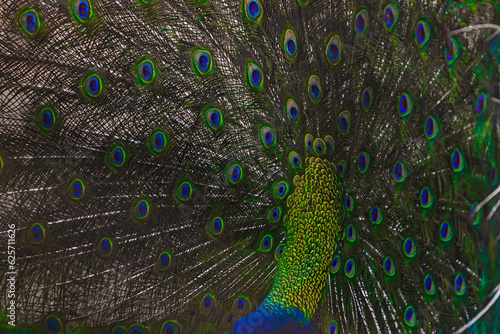 peacock feather and feathers