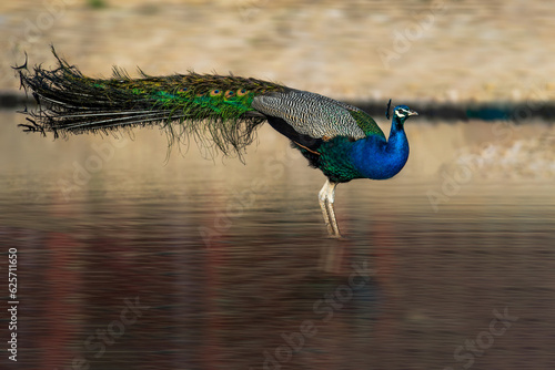 peacock with feathers out of focus