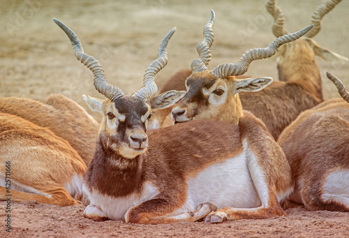 Blackbucks Family in the desert