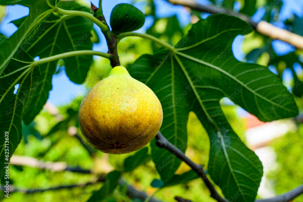 yellow ripe figs on a tree branch.