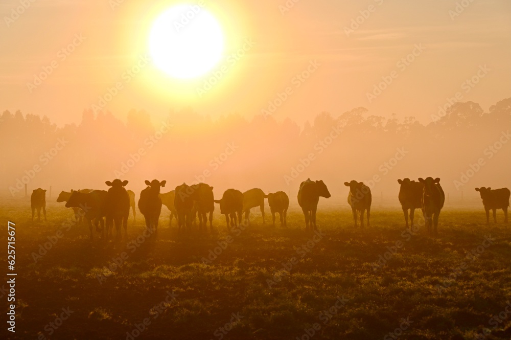 sunrise with cows