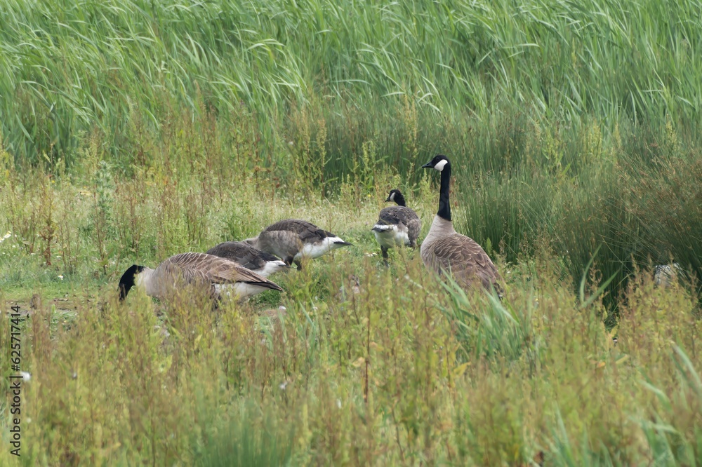 Canadian geese seeking out a meal in Marshland Canadian geese seeking out a meal in Marshland