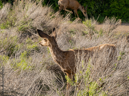 Close up shot of deer in Morefield Campground photo