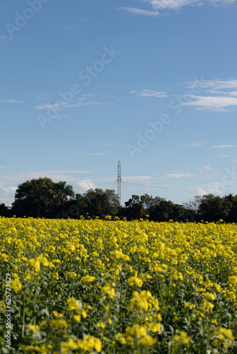 Campo de canola colza. Flores amarelas em um dia ensolarado de céu azul com poucas nuvens e árvores e linha de transmissão de energia ao fundo. (ID: 625723829)