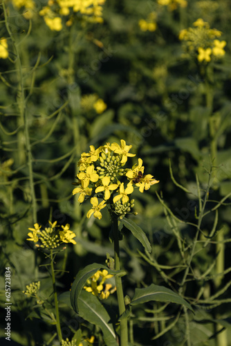Campo de canola colza. Close em flor amarela com uma abelha em um dia ensolarado na natureza. (ID: 625723834)