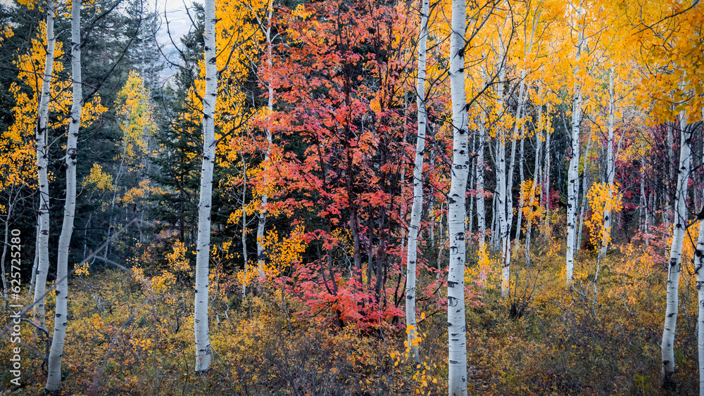 Fototapeta premium Colorful silver birch trees in Wasatch mountains Utah during autumn time.