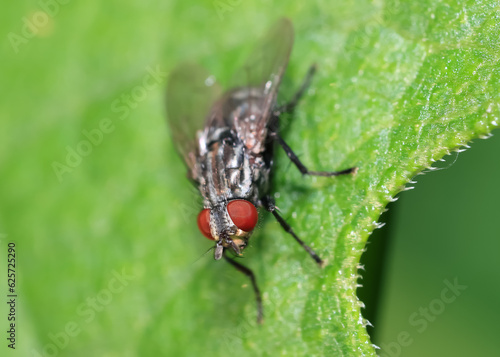 Close up view of a fly with red eyes on a green leaf
