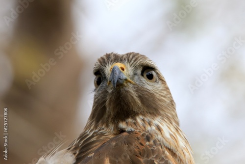 Portrait of a wild hawk bird 