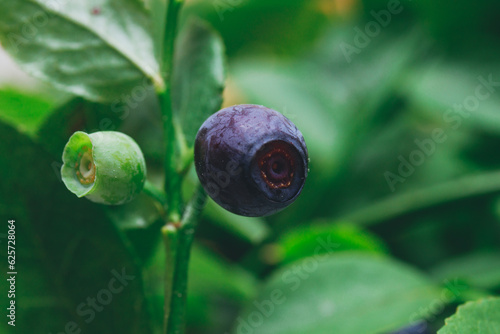 Ripe and green blueberries in the wild on branch. Blueberry bush with berries on it. Ripe and green blueberries in forest. Macro shot.
