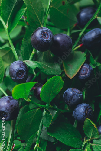 A lot of ripe blueberries in the wild on branches. Blueberry bush with berries on it. Ripe blueberries in forest. Macro shot.