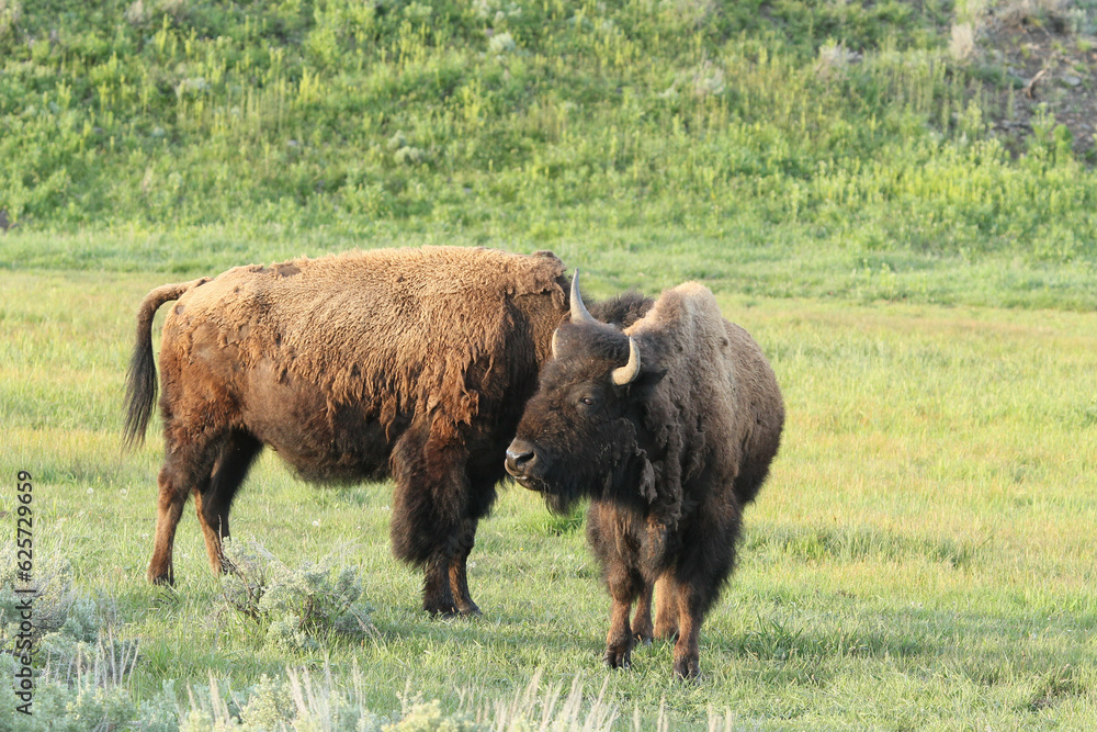 Bison(buffalo) in the meadows of Yellowstone Bison(buffalo) in the meadows of Yellowstone