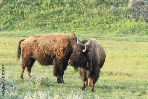 Bison(buffalo) in the meadows of Yellowstone