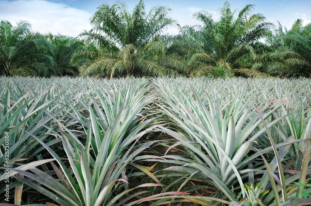 Pineapple and Oil palm plantation in Johor, Malaysia. Pineapple and Oil palm plantation in Johor, Malaysia.