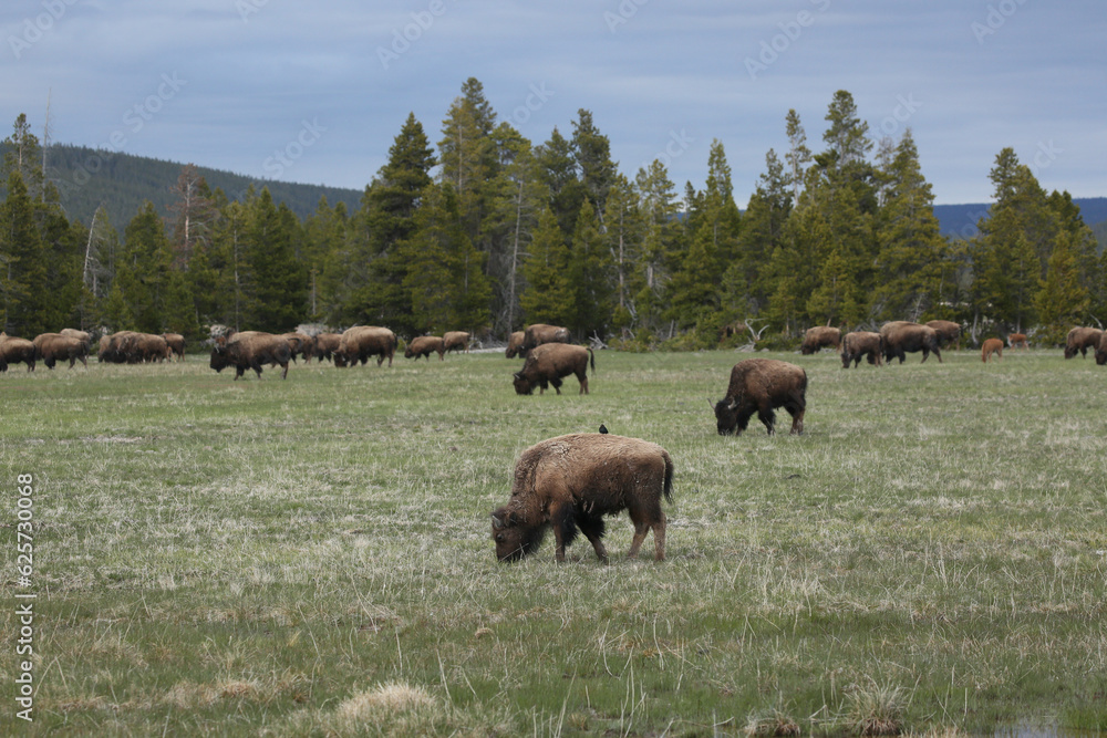 Bison(buffalo) in the meadows of Yellowstone