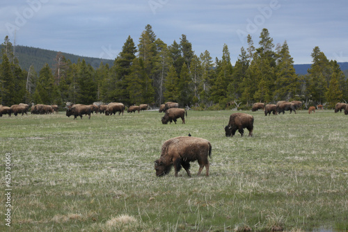 Bison(buffalo) in the meadows of Yellowstone