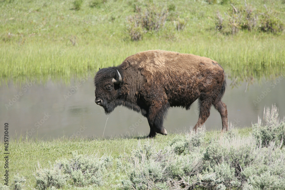 Bison(buffalo) in the meadows of Yellowstone Bison(buffalo) in the meadows of Yellowstone