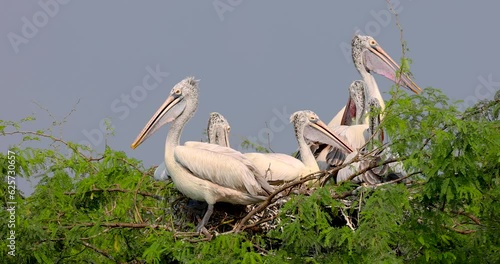 Pelican bird sanctuary at Lake Kolleru in Andhra Pradesh state, India.