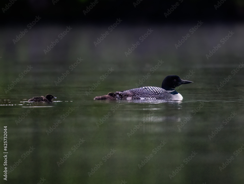 Common loon with two chicks swimming in green water Common loon with two chicks swimming in green water