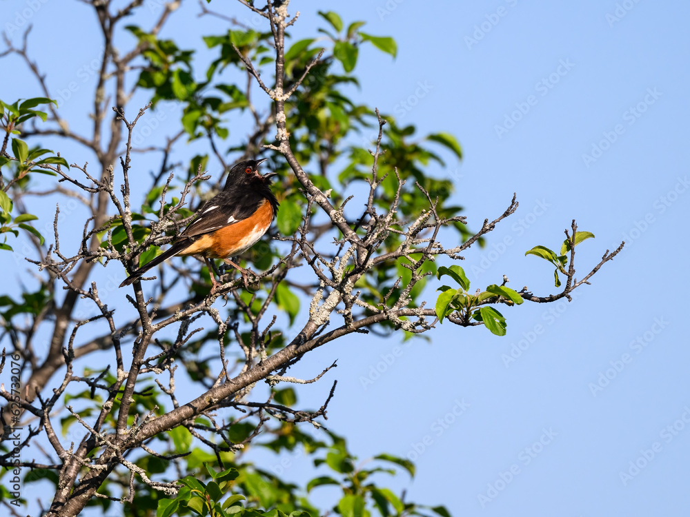 Male Eastern Towhee on tree branch and calling against blue sky Male Eastern Towhee on tree branch and calling against blue sky