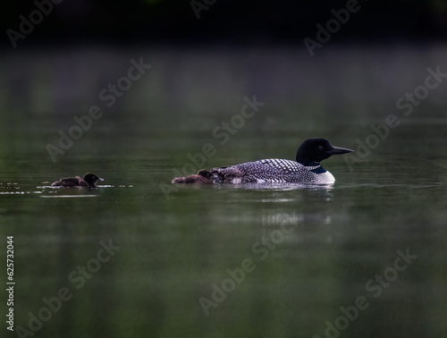 Common loon with two chicks swimming in green water 