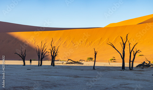 Panoramic Image of Deadvlei Claypan in Early Morning Light in Namibia Africa