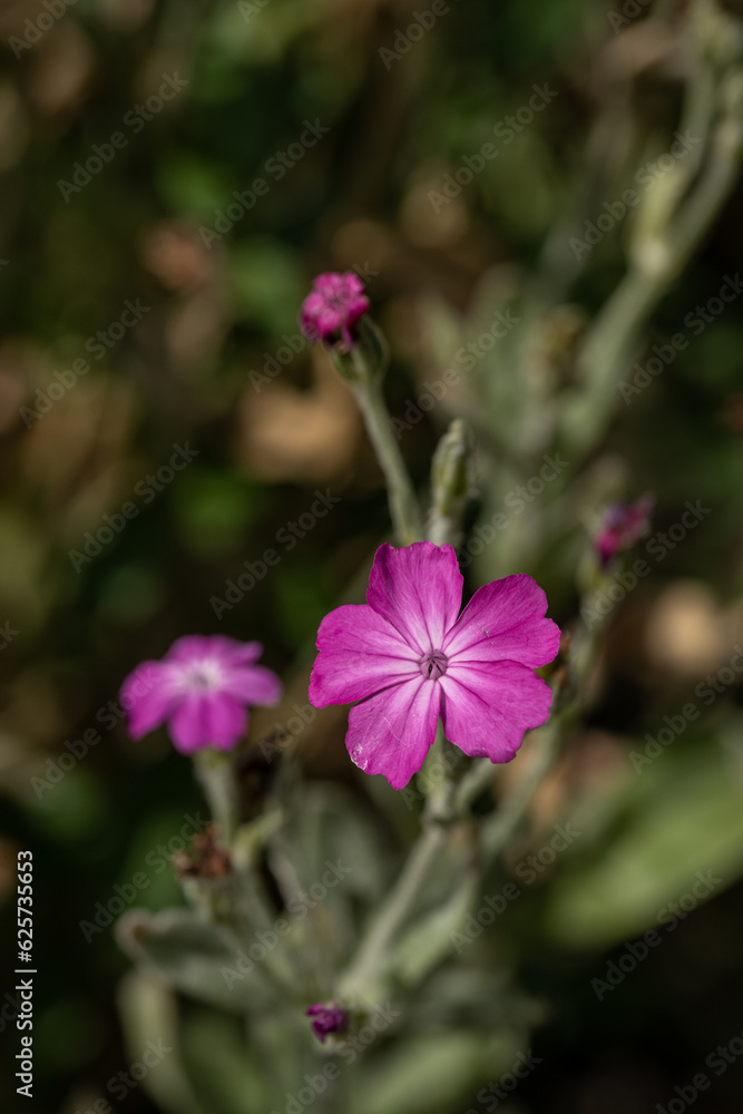 Pink flower of the tap plant.