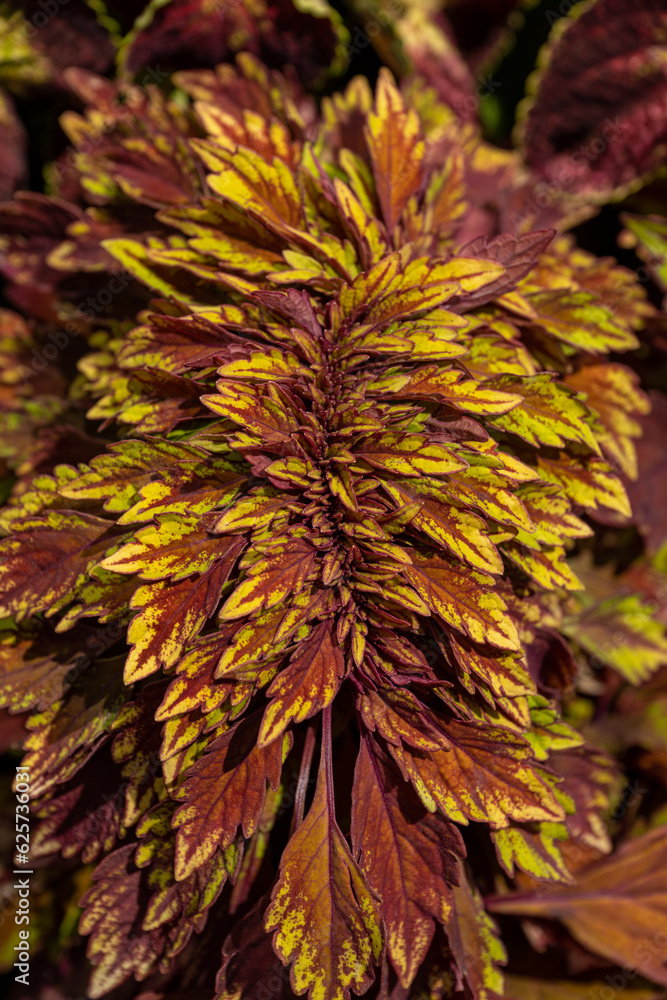 Beautiful decorative leaves of ornamental nettle. Beautiful decorative leaves of ornamental nettle.