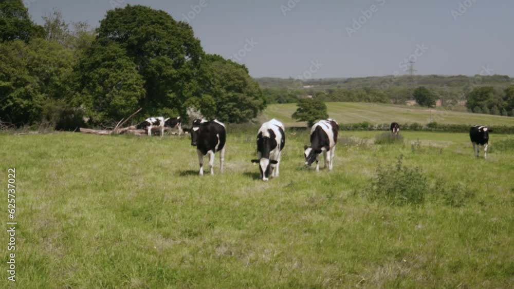 Three cows grazing in a field Three cows grazing in a field
