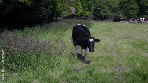 Cow walking through grass