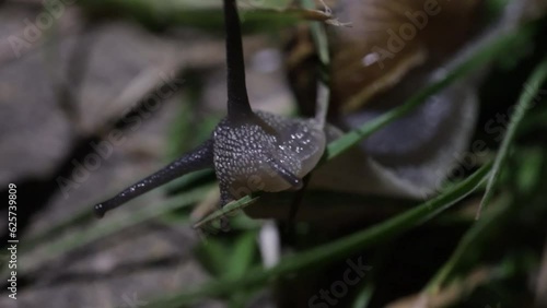 Snail crawling up a blade of grass