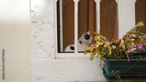 Photography Cat by a window