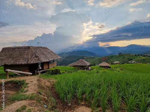 rice terraces in island