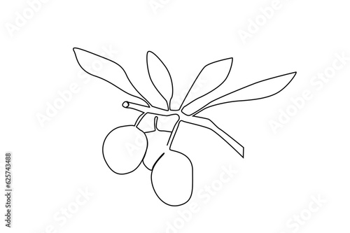 olive tree branch leaves fruit line art