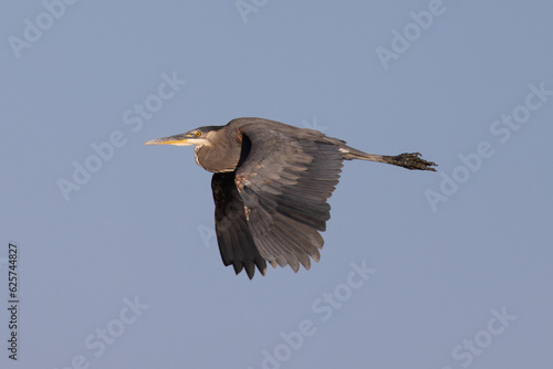 Great blue heron flying in beautiful light, seen in the wild in a North California marsh