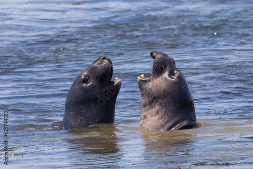 Close up of Northern elephant seals fighting, seen in the wild in North California