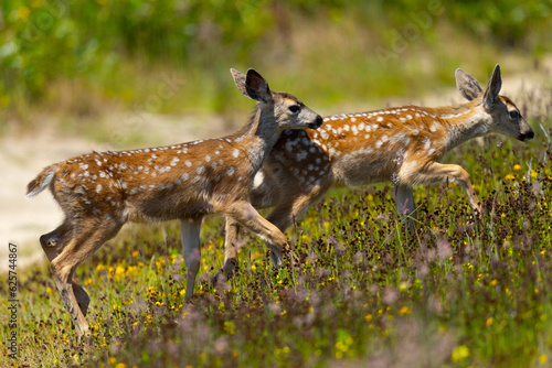 Fototapeta Naklejka Na Ścianę i Meble -  Young black-tailed deer (fawns) seen in the wild in North California
