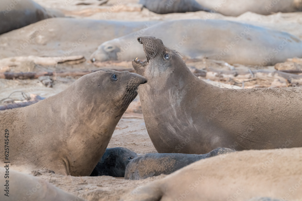 Fototapeta premium Elephant Seals on Beach in Santa Cruz