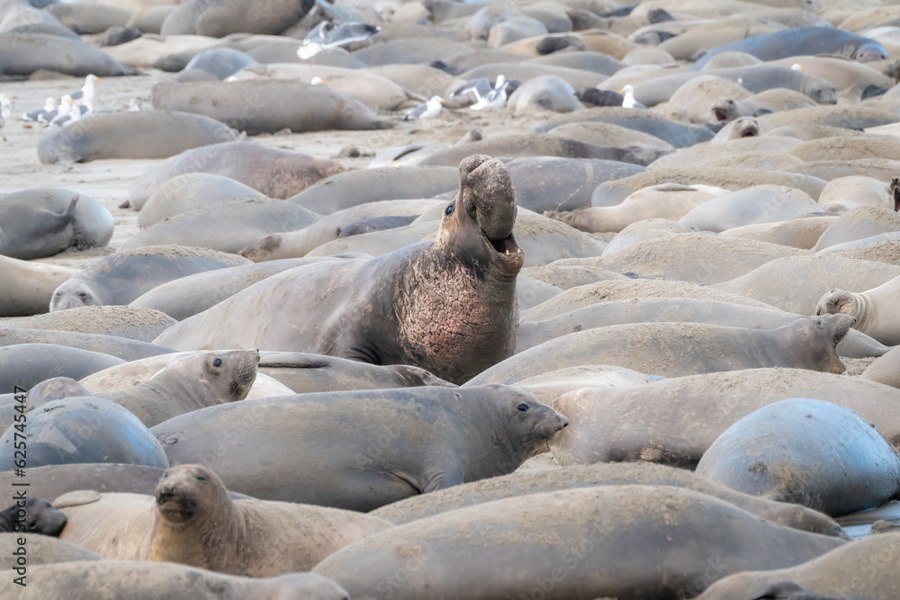 Fototapeta premium Elephant Seals on Beach in Santa Cruz