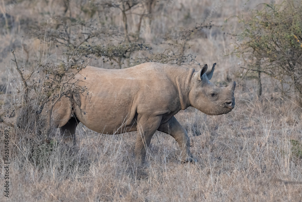 Fototapeta premium Rhinoceros in Wild