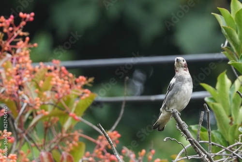 chestnut cheeked starling in a forest
