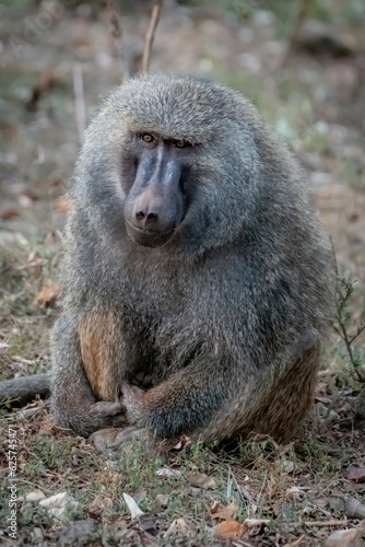 Obraz na płótnie Baboon Sitting
