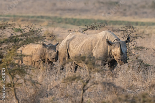 Rhinoceros Mom and Baby in Wild