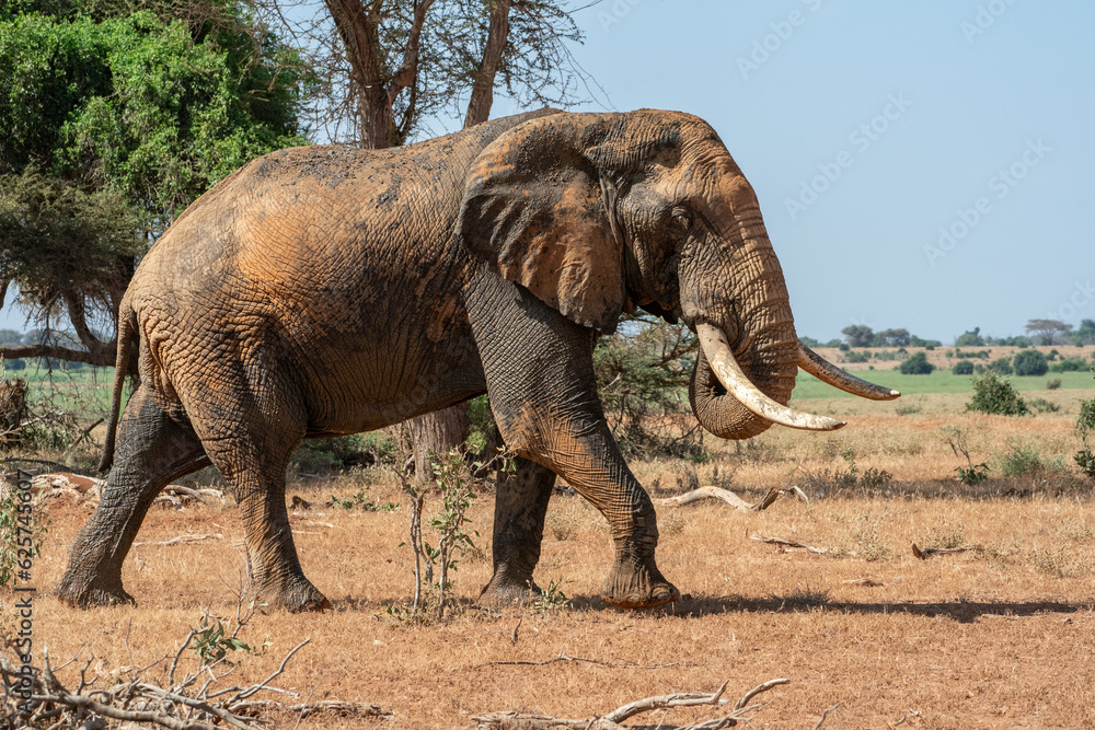 Fototapeta premium African Elephant in Tsavo National Park, Kenya 